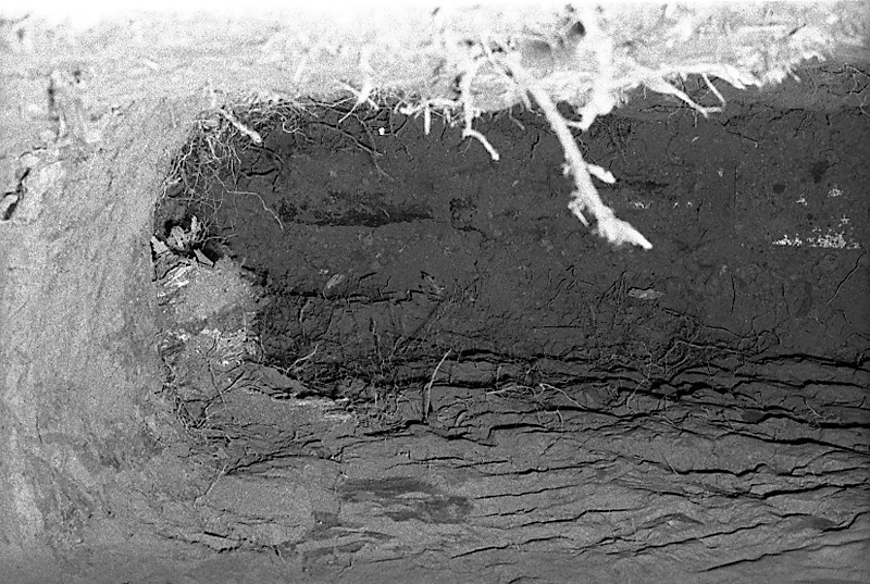 aa. No 31 Rata Rd, Pohutukawa roots in sewer drain (Mr B Zimmerman)