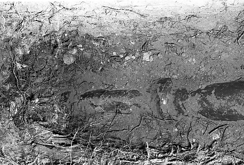 ab. No 31 Rata Rd, Pohutukawa roots in sewer drain (Mr B Zimmerman)