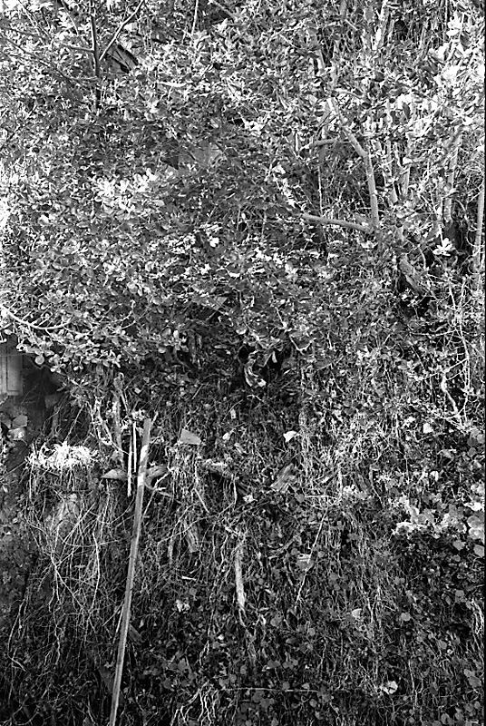 p. No 31 Rata Rd, Pohutukawa roots in sewer drain (Mr B Zimmerman)