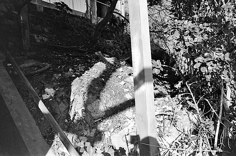 q. No 31 Rata Rd, Pohutukawa roots in sewer drain (Mr B Zimmerman)