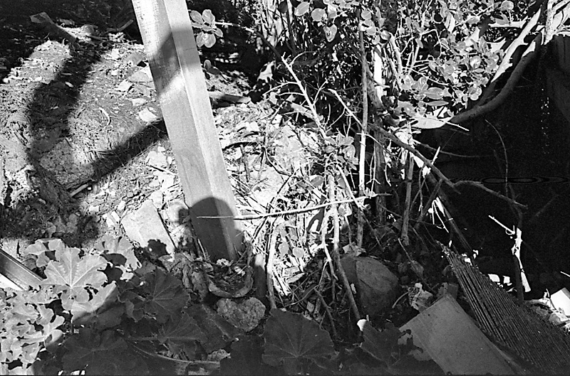 r. No 31 Rata Rd, Pohutukawa roots in sewer drain (Mr B Zimmerman)