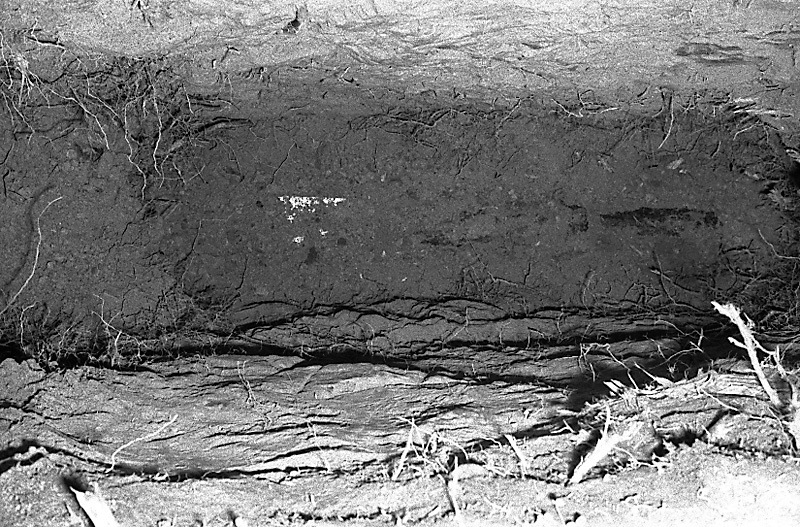 t. No 31 Rata Rd, Pohutukawa roots in sewer drain (Mr B Zimmerman)