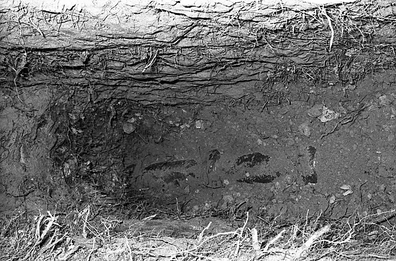 u. No 31 Rata Rd, Pohutukawa roots in sewer drain (Mr B Zimmerman)