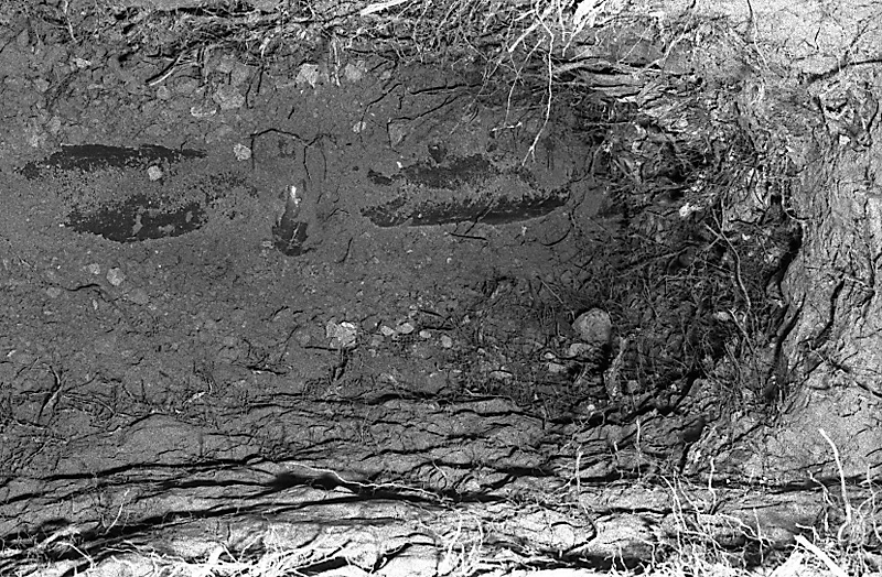 v. No 31 Rata Rd, Pohutukawa roots in sewer drain (Mr B Zimmerman)