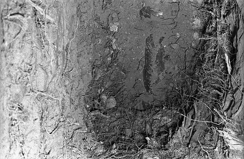 w. No 31 Rata Rd, Pohutukawa roots in sewer drain (Mr B Zimmerman)