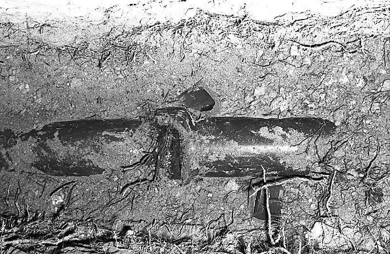 x. No 31 Rata Rd, Pohutukawa roots in sewer drain (Mr B Zimmerman)