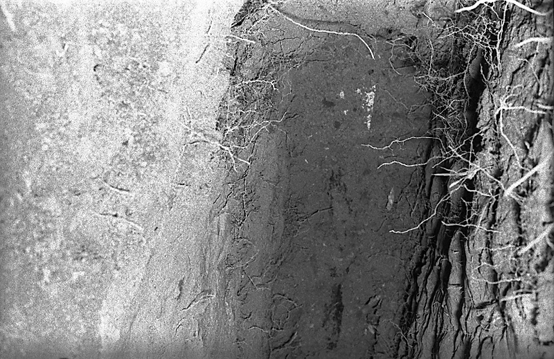 y. No 31 Rata Rd, Pohutukawa roots in sewer drain (Mr B Zimmerman)