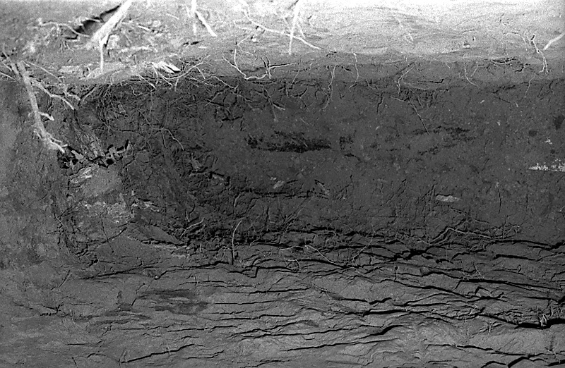 z. No 31 Rata Rd, Pohutukawa roots in sewer drain (Mr B Zimmerman)