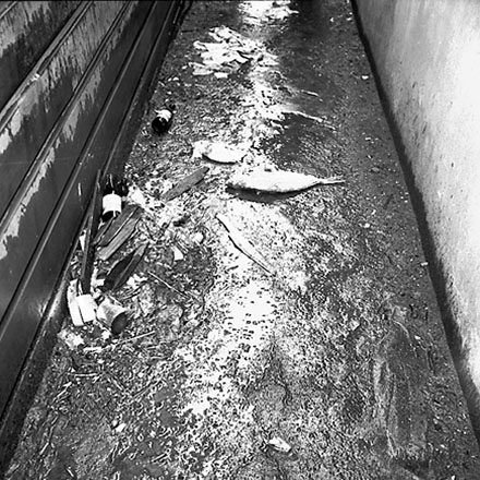 s. Backyards, Vivian Street