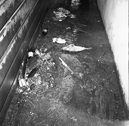 t. Backyards, Vivian Street