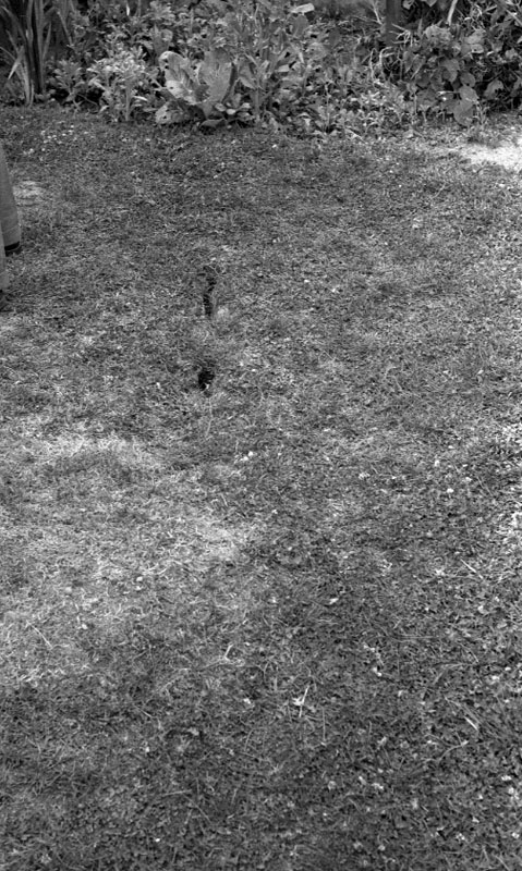 m. 58 Stanley St, collapsed 6 inch sewer