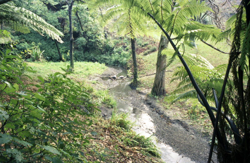 a. Site of proposed Japanese Garden, Botanic Garden