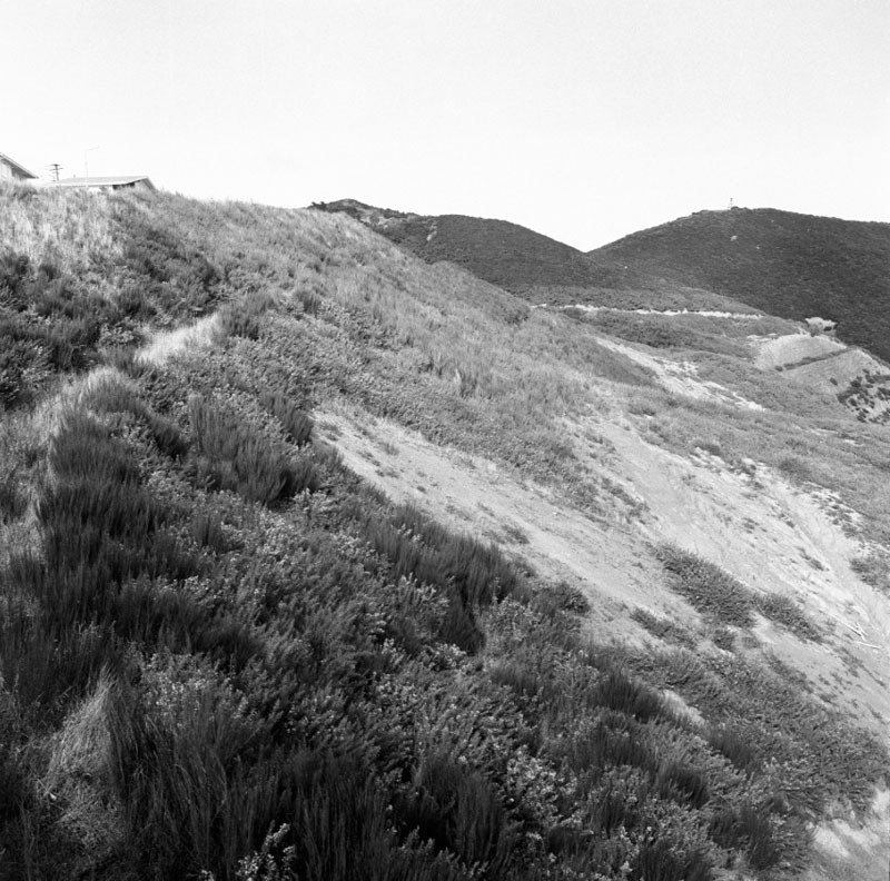 a. Gorse on hillsides