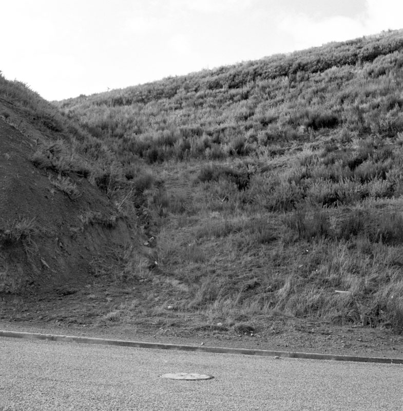 b. Gorse on hillsides