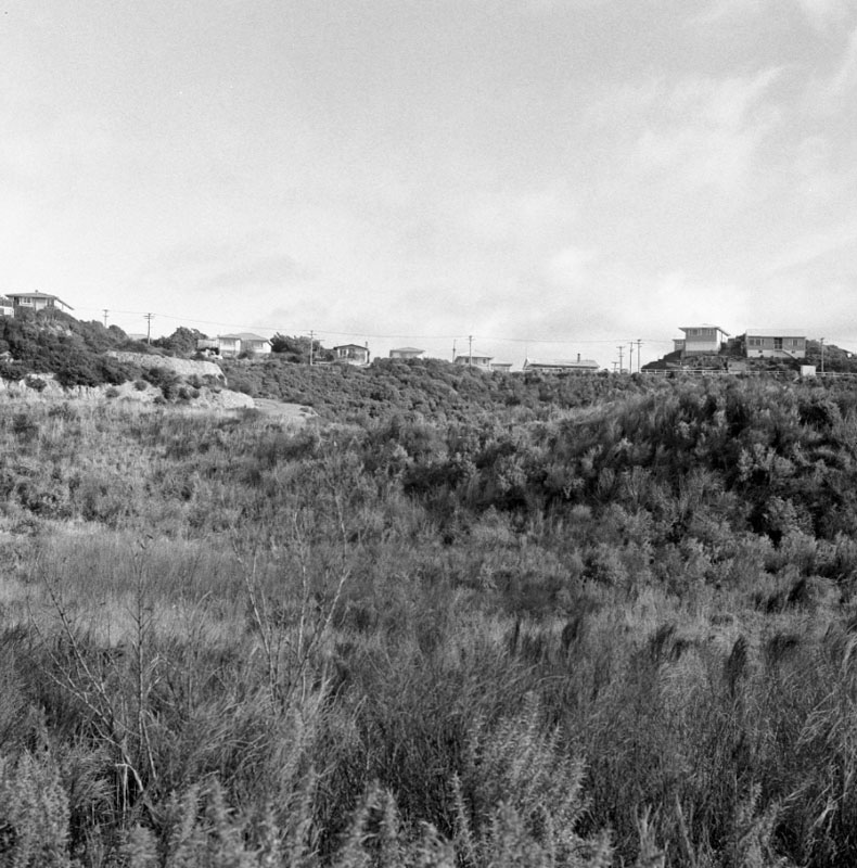 d. Gorse on hillsides