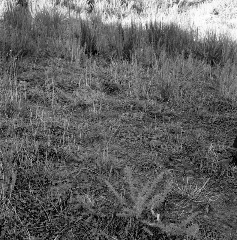 f. Gorse on hillsides