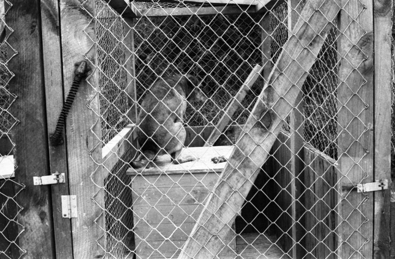 g. No 98 Ruskin Rd-Newlands