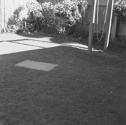 a. Backyard, no.1 Caledonia Street, Miramar