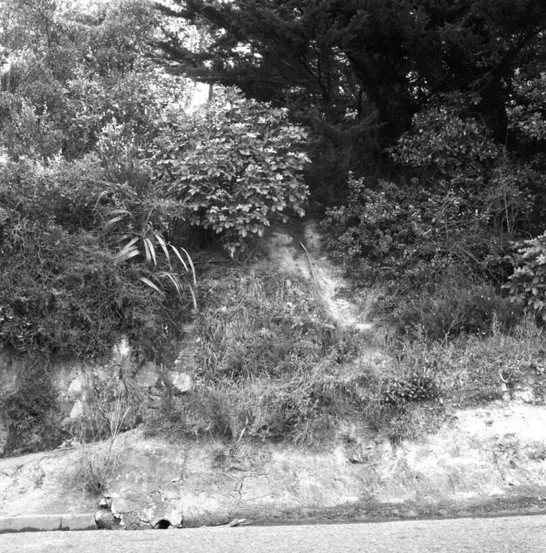 c. No 13 Tio Tio Road, roots blocking drain on road reserve