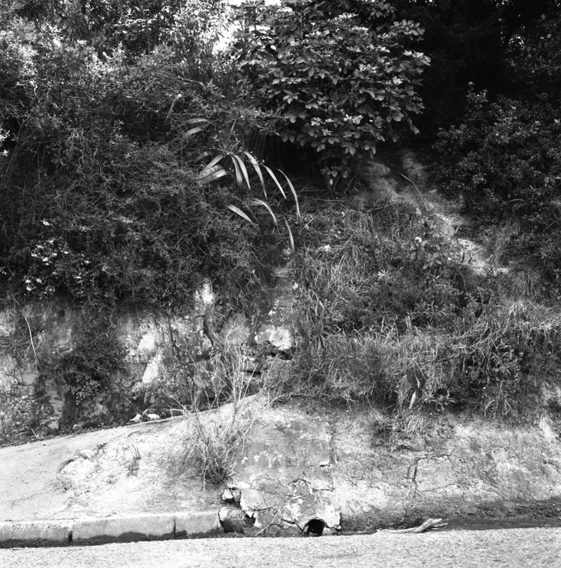 d. No 13 Tio Tio Road, roots blocking drain on road reserve