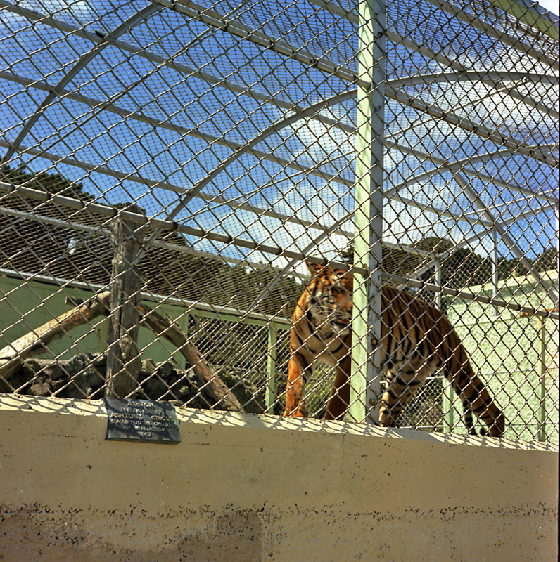 d. Zoo, tiger