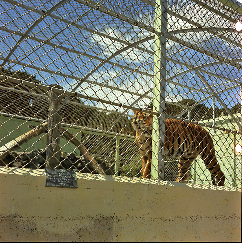 e. Zoo, tiger