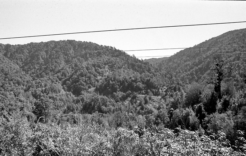 ab. Logging operations, Water Board Forest Area, Paraparaumu