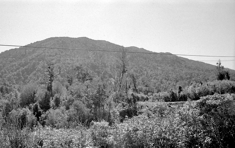 ac. Logging operations, Water Board Forest Area, Paraparaumu