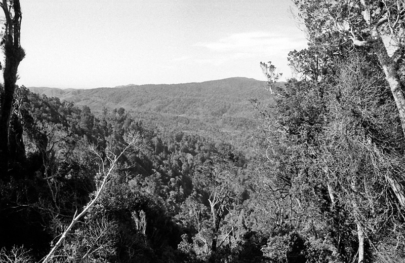 ag. Logging operations, Water Board Forest Area, Paraparaumu