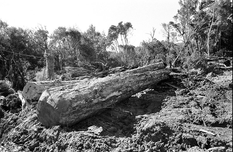 b. Logging operations, Water Board Forest Area, Paraparaumu
