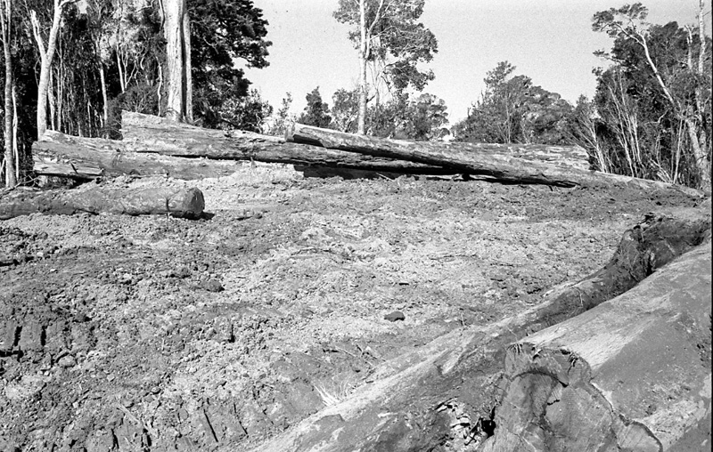 c. Logging operations, Water Board Forest Area, Paraparaumu