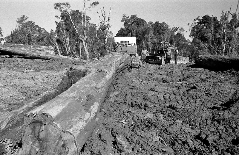 d. Logging operations, Water Board Forest Area, Paraparaumu