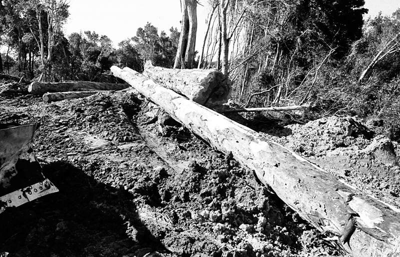 g. Logging operations, Water Board Forest Area, Paraparaumu