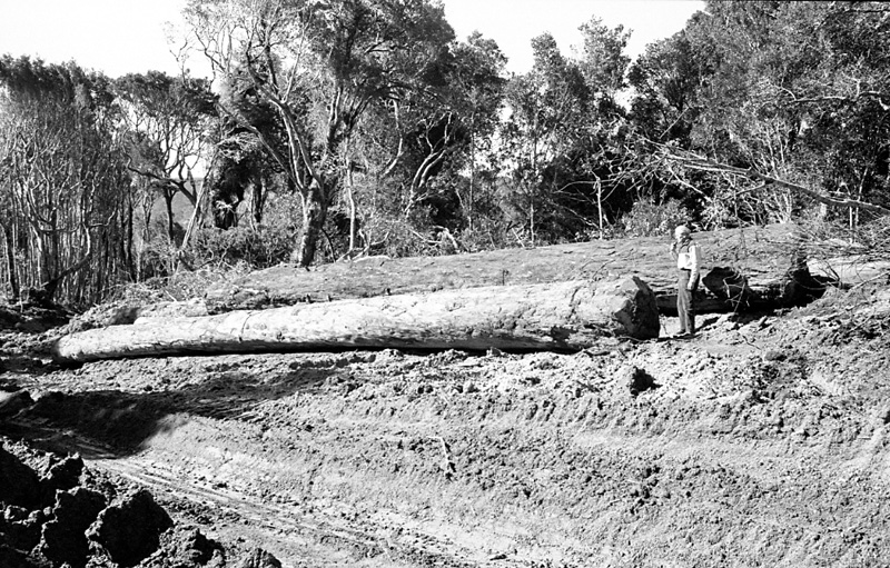 h. Logging operations, Water Board Forest Area, Paraparaumu
