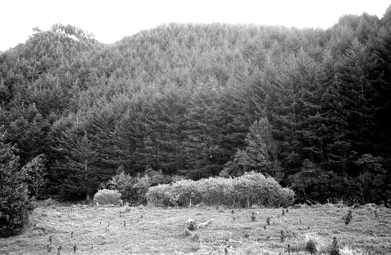 m. Logging operations, Water Board Forest Area, Paraparaumu