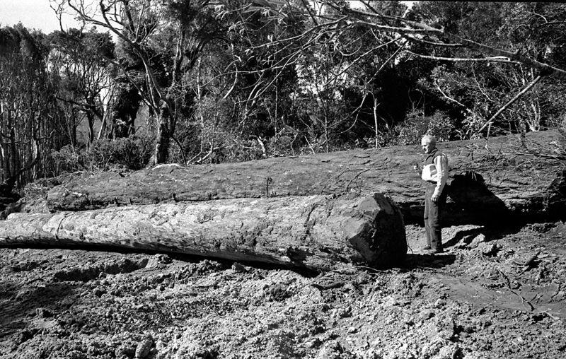 n. Logging operations, Water Board Forest Area, Paraparaumu