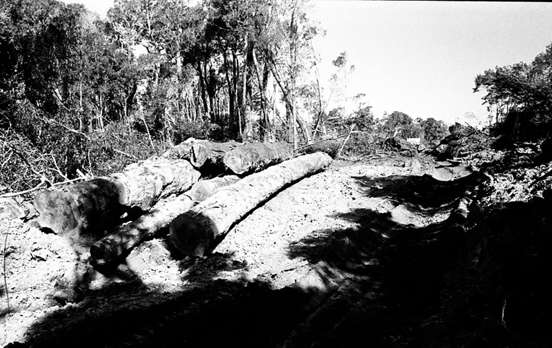 o. Logging operations, Water Board Forest Area, Paraparaumu