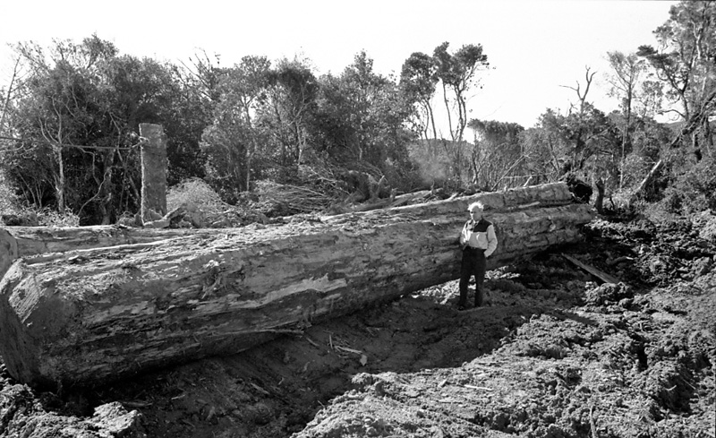 p. Logging operations, Water Board Forest Area, Paraparaumu