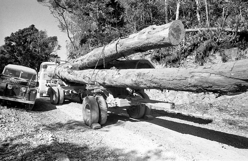 r. Logging operations, Water Board Forest Area, Paraparaumu