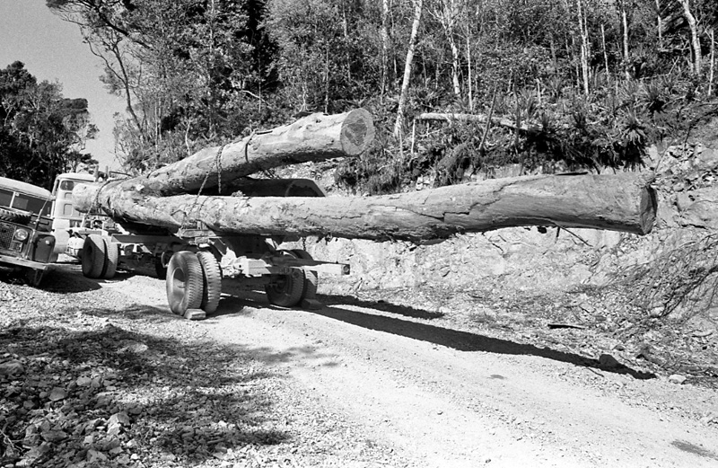 s. Logging operations, Water Board Forest Area, Paraparaumu