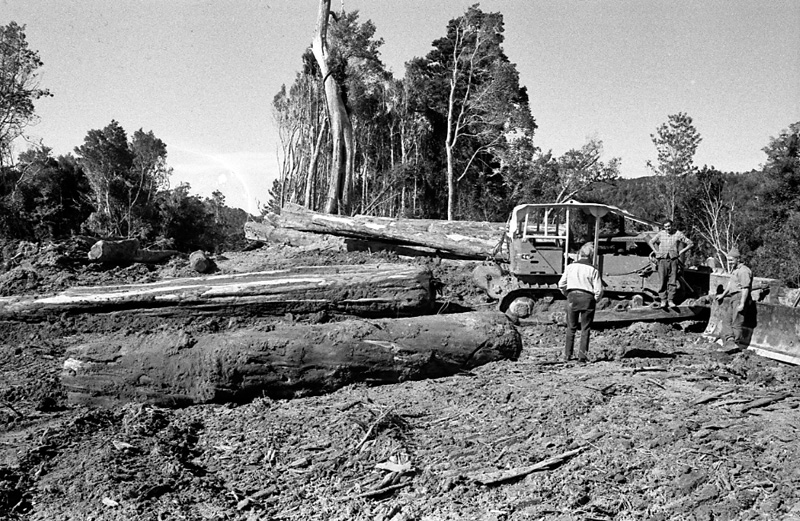 u. Logging operations, Water Board Forest Area, Paraparaumu