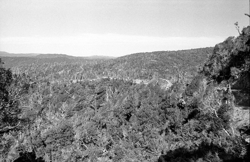 v. Logging operations, Water Board Forest Area, Paraparaumu