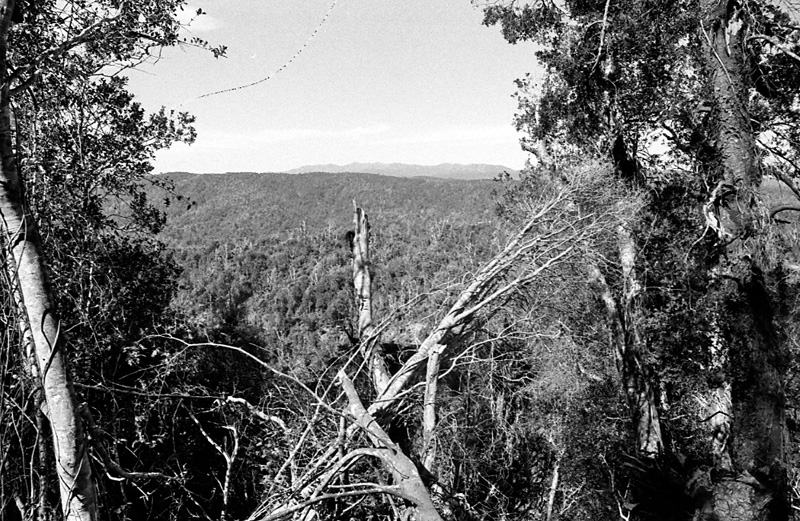 w. Logging operations, Water Board Forest Area, Paraparaumu