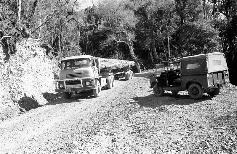 y. Logging operations, Water Board Forest Area, Paraparaumu
