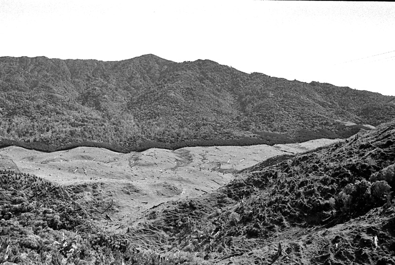 z. Logging operations, Water Board Forest Area, Paraparaumu