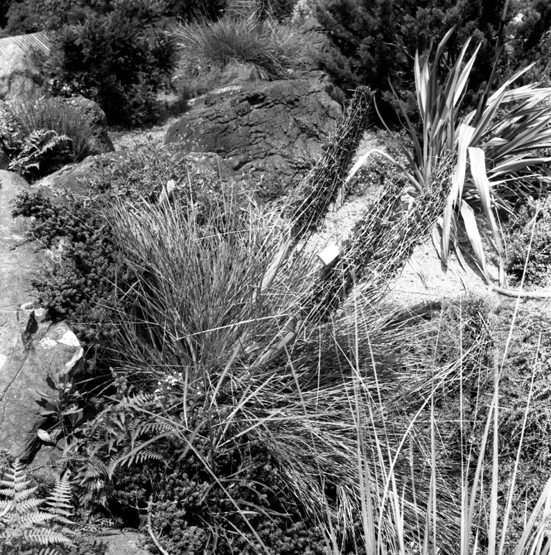 a. Plants - Otari Reserve