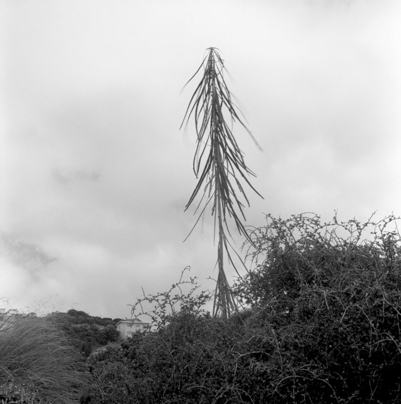 b. Plants - Otari Reserve