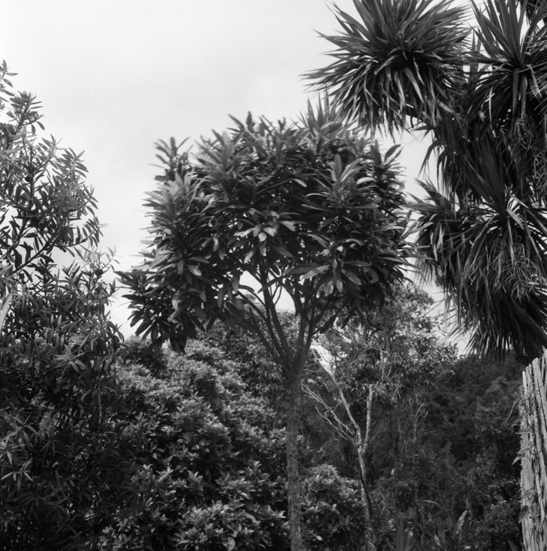 c. Plants - Otari Reserve