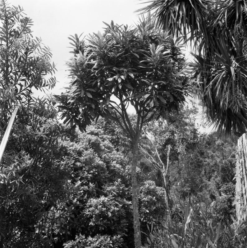 d. Plants - Otari Reserve