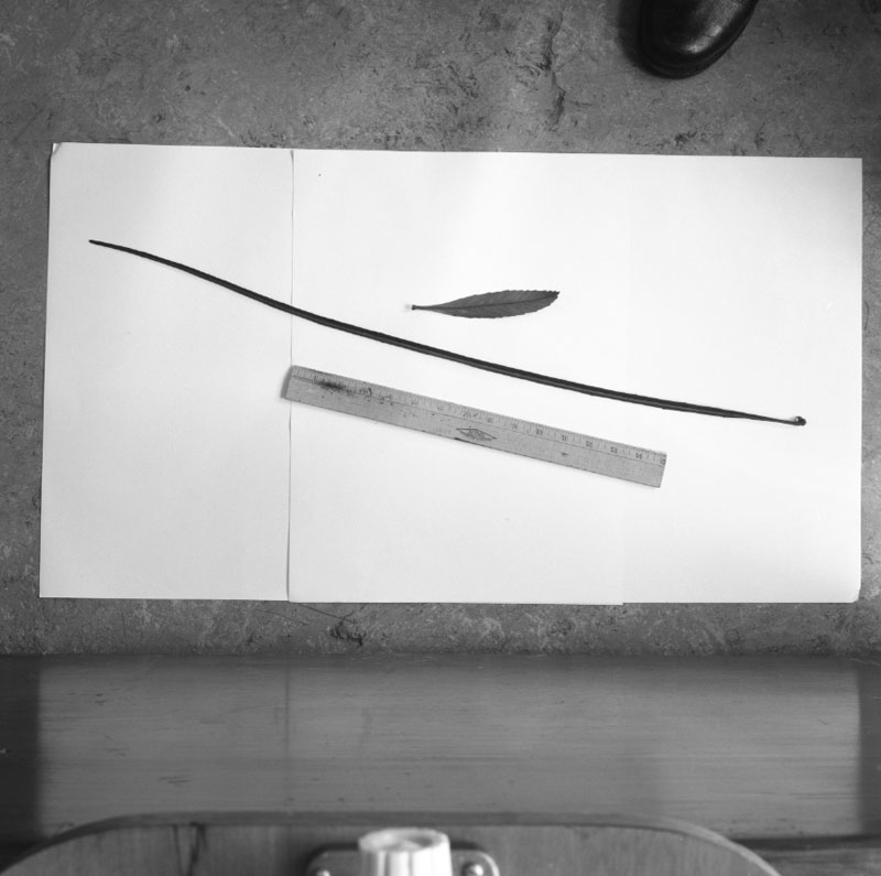 e. Plants - Otari Reserve